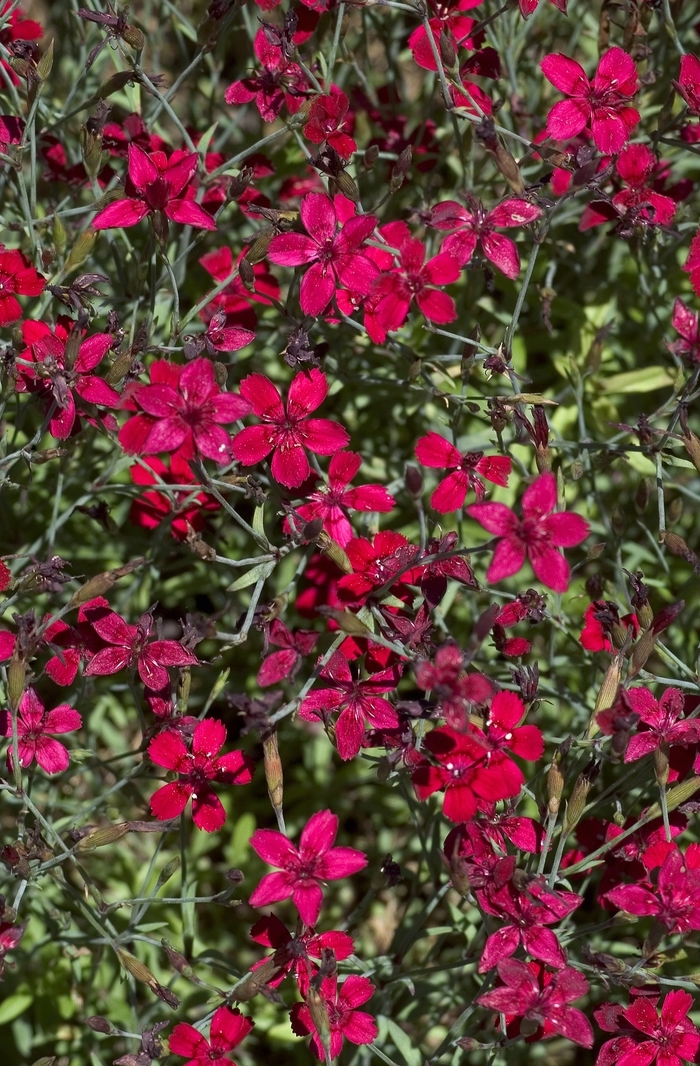'Confetti Red' Pinks - Dianthus deltoides from E.C. Brown's Nursery