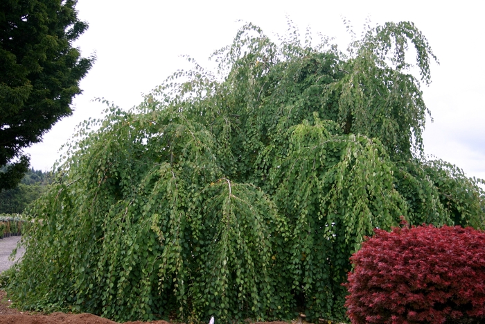 Weeping Katsura Tree - Cercidiphyllum japonicum 'Pendula' from E.C. Brown's Nursery