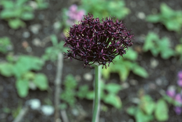 Purple Flowered Onion - Allium atropurpureum from E.C. Brown's Nursery