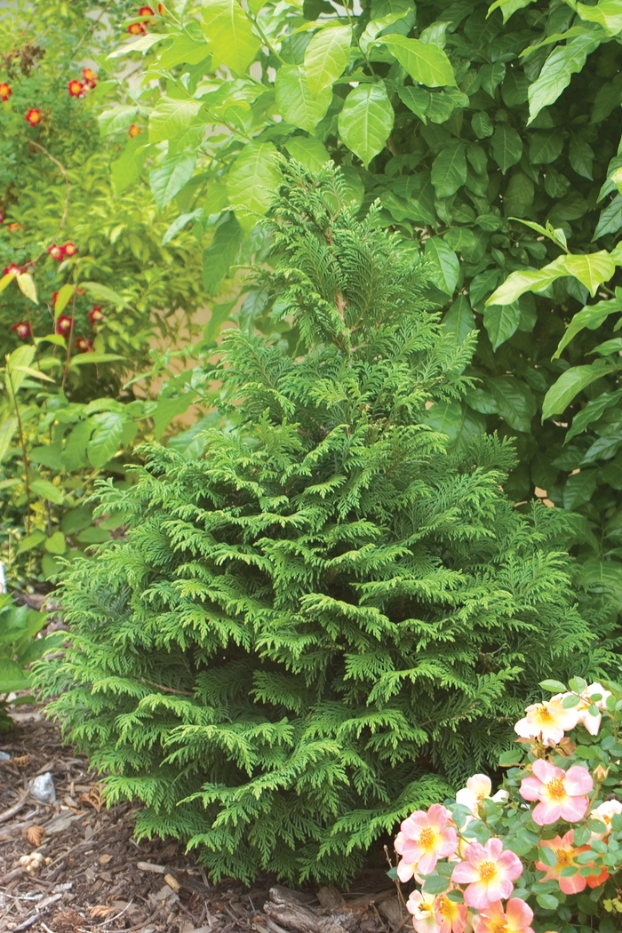 Soft Serve® - Chamaecyparis pisifera 'Dow Whiting' PP20883 from E.C. Brown's Nursery