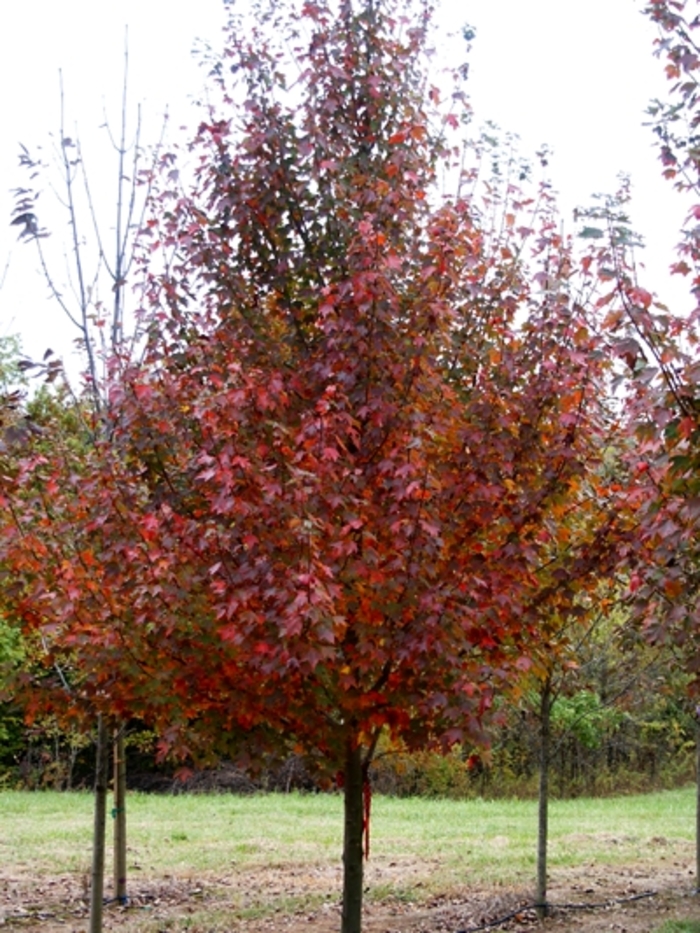 Scarlet Sentinel™ Red Maple - Acer rubrum 'Scarsen' from E.C. Brown's Nursery