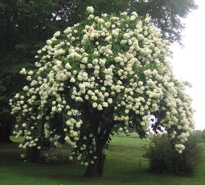 Nannyberry - Viburnum lentago from E.C. Brown's Nursery