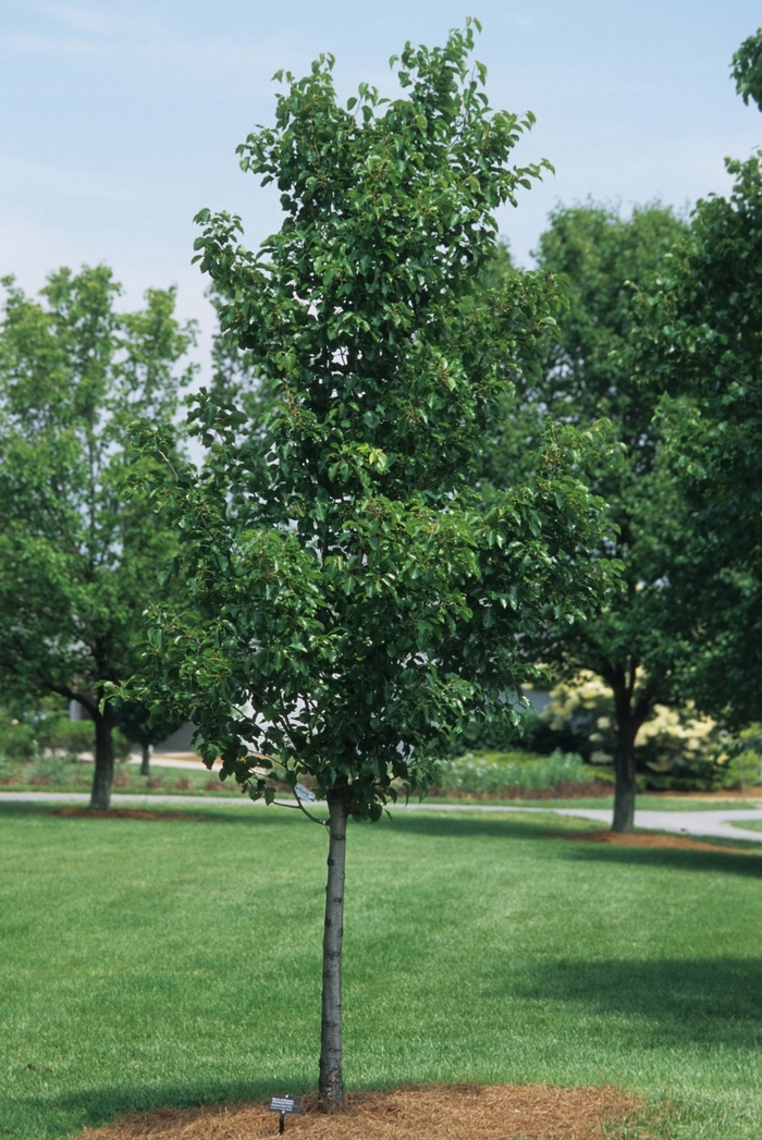 'Cleveland Select' Cleveland Pear - Pyrus calleryana from E.C. Brown's Nursery