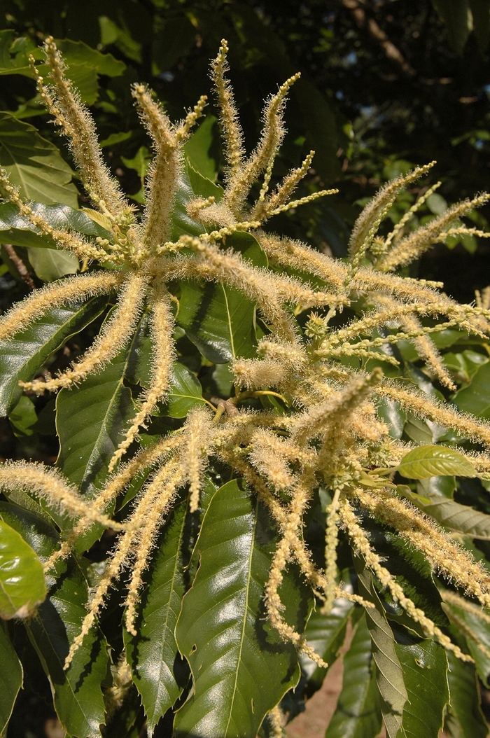 Chinese Chestnut - Castanea mollissima from E.C. Brown's Nursery