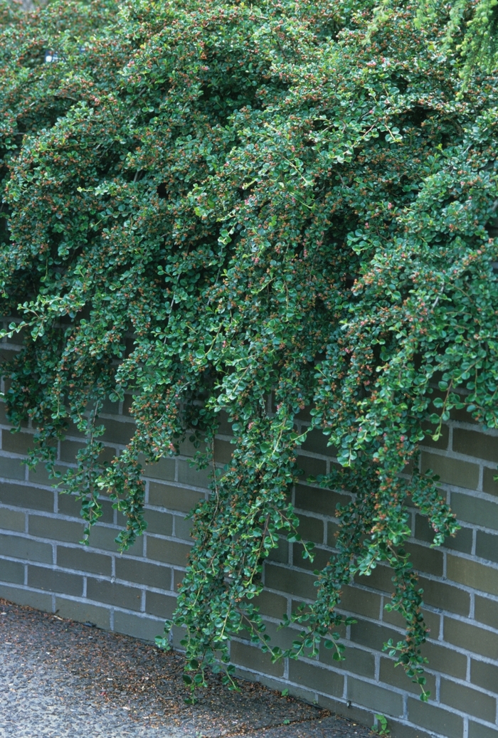 Cranberry Cotoneaster - Cotoneaster apiculatus from E.C. Brown's Nursery