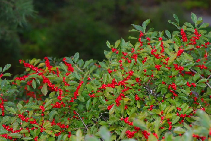 Red Sprite Winterberry - Ilex verticillata 'Red Sprite' from E.C. Brown's Nursery