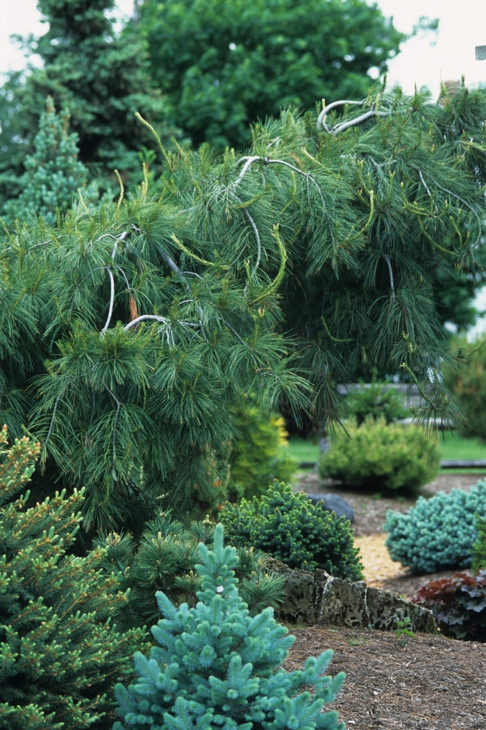 Weeping White Pine - Pinus strobus 'Pendula' from E.C. Brown's Nursery