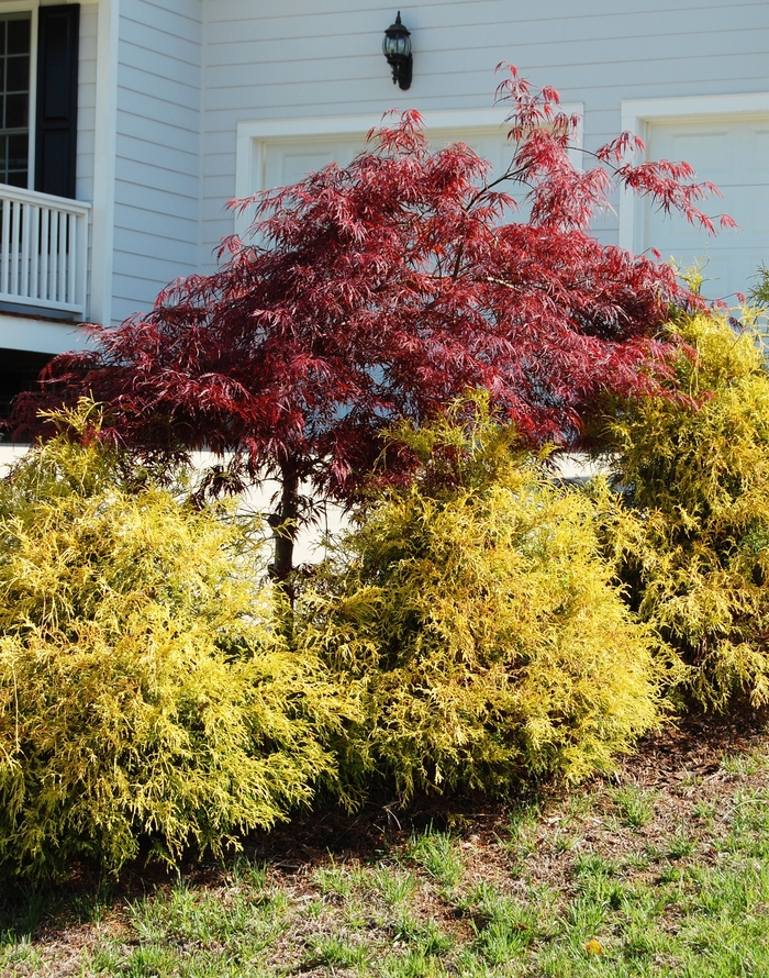 Golden Mop Cypress - Chamaecyparis pisifera 'Golden Mop' from E.C. Brown's Nursery
