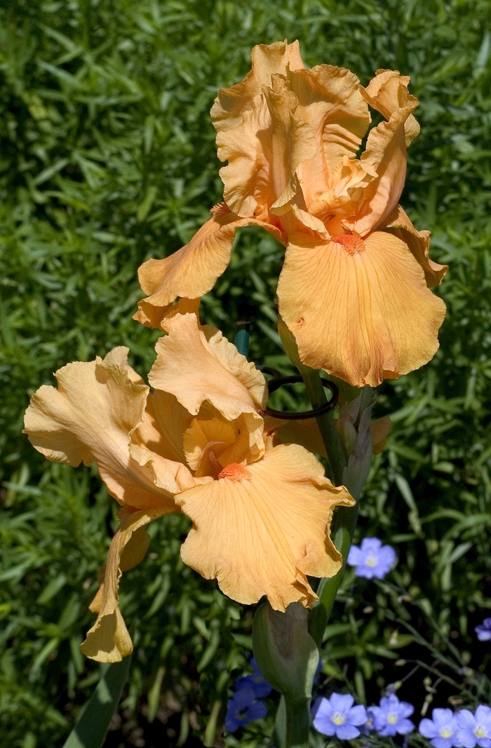 Firebreather Iris-Tall Bearded - Iris germanica 'Firebreather' (Iris-Tall Bearded) from E.C. Brown's Nursery