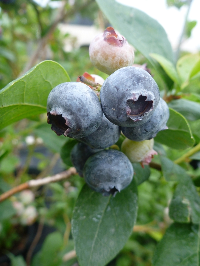 Toro Highbush Blueberry - Vaccinium corybmosum 'Toro' from E.C. Brown's Nursery