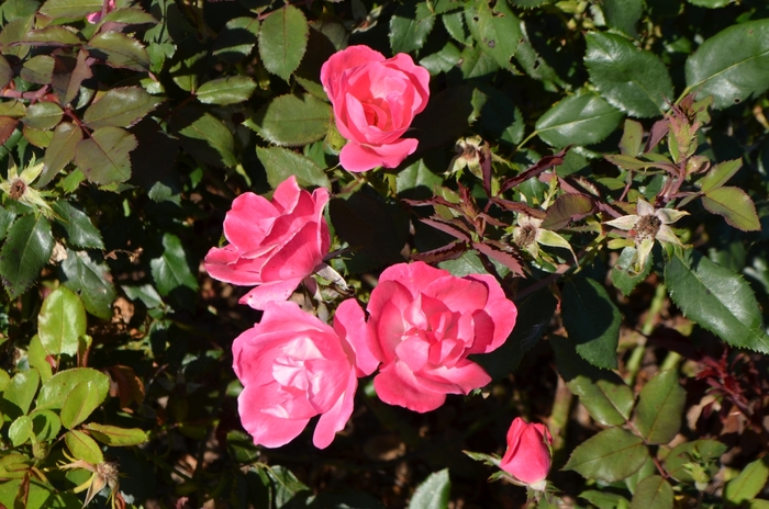Pink Knock Out® - Rosa 'Radcon' from E.C. Brown's Nursery