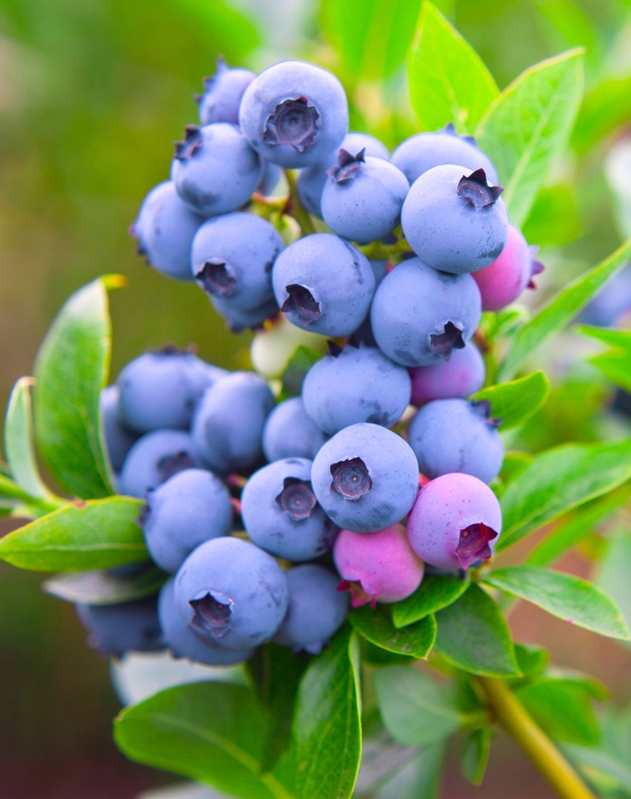 Razz Blueberries - Vaccinium angustifolium 'Razz' from E.C. Brown's Nursery