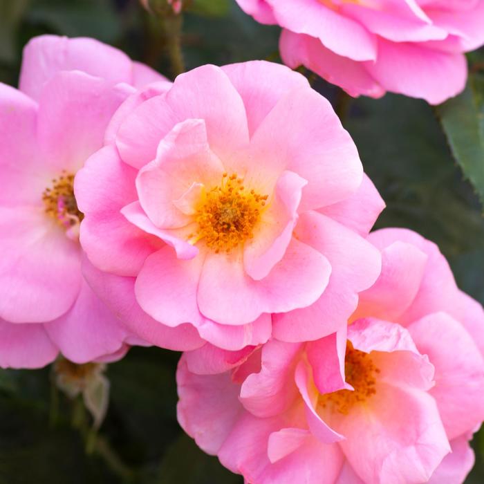 Knock Out® 'Peachy' - Rosa (Rose) from E.C. Brown's Nursery