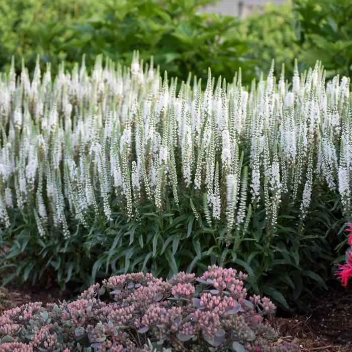 Magic Show® 'White Wands' - Veronica (Spike Speedwell) from E.C. Brown's Nursery