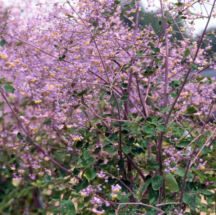LAVENDER MIST MEADOW RUE - Thalictrum rochebrunianum 'Lavender Mist' from E.C. Brown's Nursery