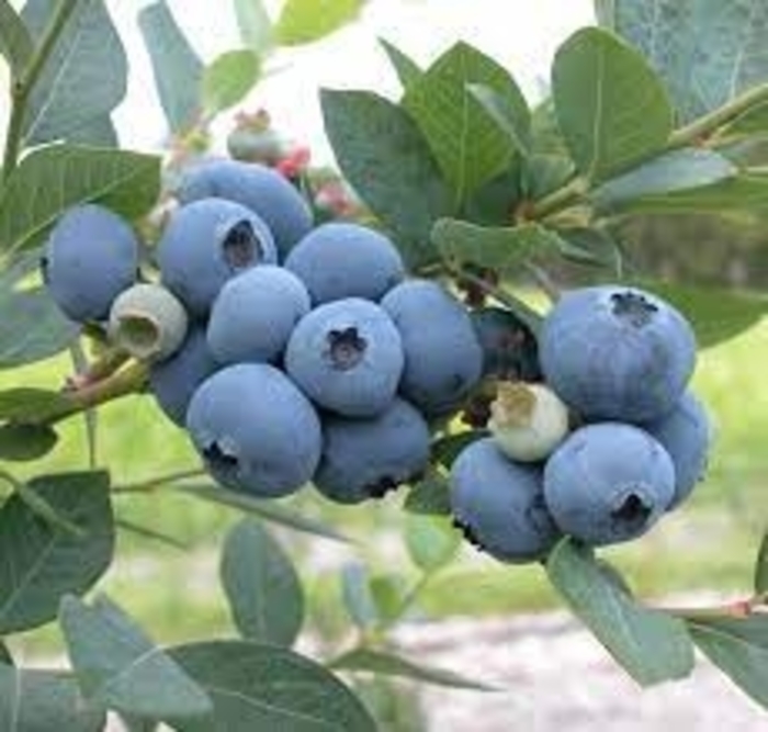 Earliblue Blueberry - Vaccinium corymbosum 'Earliblue' from E.C. Brown's Nursery