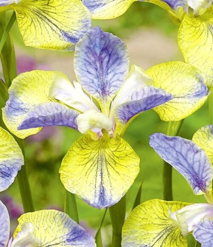 Tipped in Blue Siberian Iris - Iris sibirica PEACOCK TM 'Tipped in Blue' from E.C. Brown's Nursery