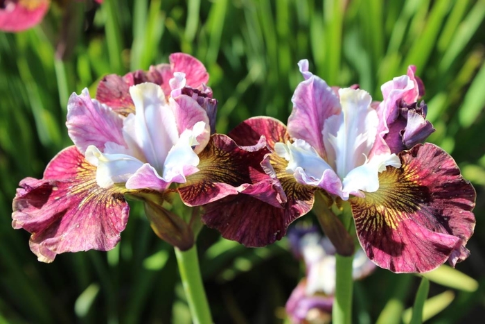 PAinted Women Siberian Iris - Iris sibirica PEACOCK TM 'Painted Women' from E.C. Brown's Nursery