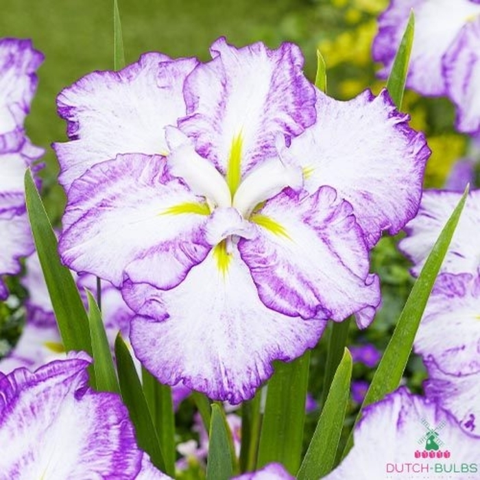 Tiramisu Japanese Iris - Iris ensata DINNER PLATE 'Tiramisu' from E.C. Brown's Nursery