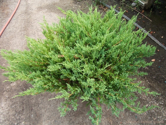 Youngstown Andorra Juniper - Juniperus horizontalis 'Youngstown' (Andorra Juniper) from E.C. Brown's Nursery