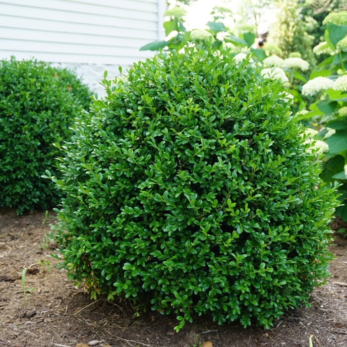 NewGen Independence® Boxwood - Buxus 'SB108' PP28888 (Boxwood) from E.C. Brown's Nursery