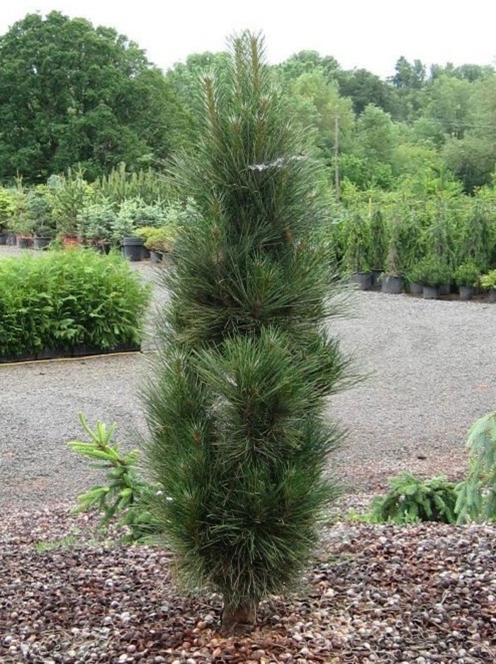 'Arnold Sentinel' Austrian Pine - Pinus nigra 'Arnolds Sentinal' from E.C. Brown's Nursery