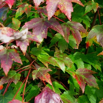 Acer rubrum 'Northwood' - 'Northwood' Red Maple
