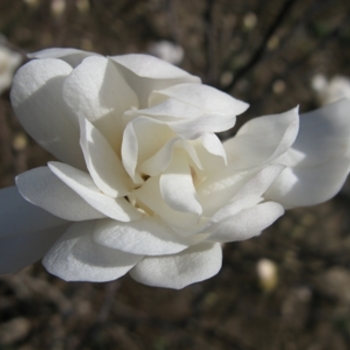 Magnolia stellata 'Royal Star' - Royal Star Star Magnolia