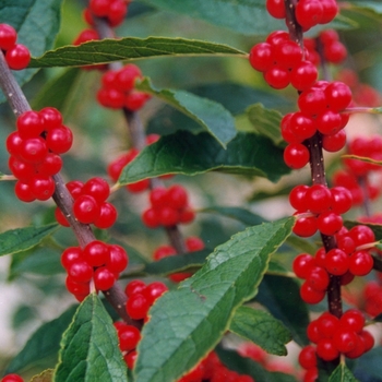 Ilex verticillata 'Winter Red' - Winter Red Winterberry