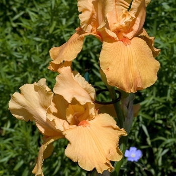 Iris germanica 'Firebreather' (Iris-Tall Bearded) - Firebreather Iris-Tall Bearded