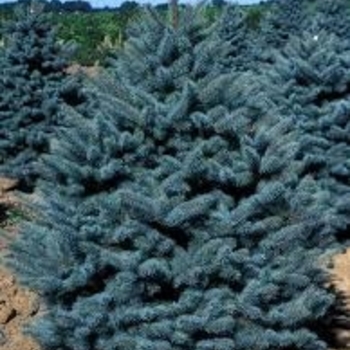 'Glauca Procumbens' Colorado Blue Spruce