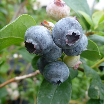 Vaccinium corybmosum 'Toro' - Toro Highbush Blueberry