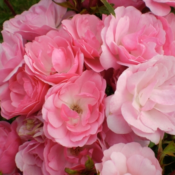 Rosa ''BAImas'' - Easy Elegance® Pinktopia Rose