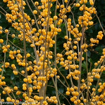 Ilex verticillata 'Roberta Case' (Winterberry Holly) - Berry Heavy® Gold