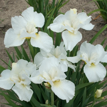 Iris sibirica 'Swans in Flight' (Siberian Iris) - Swans in Flight Siberian Iris