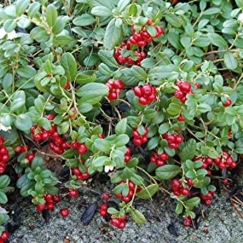 Vaccinium vitis-idaea - Lignonberry