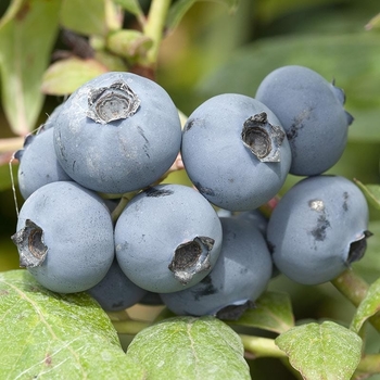 Vaccinium corymbosum 'Chanticleer' - Chanticleer Blueberry
