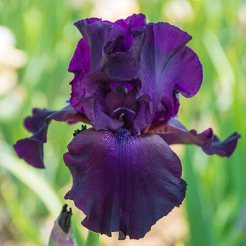 Iris germanica 'Superstition' (Tall Bearded Iris) - Superstition Tall Bearded Iris