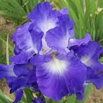 Iris germanica 'Speeding Again' (Bearded Iris) - Speeding Again Bearded Iris