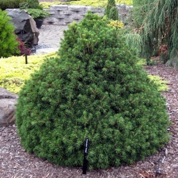 Tompa Norway Spruce