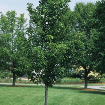 'Cleveland Select' Cleveland Pear