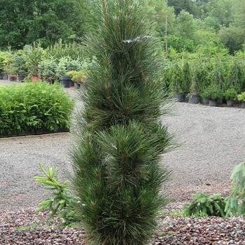 'Arnold Sentinel' Austrian Pine