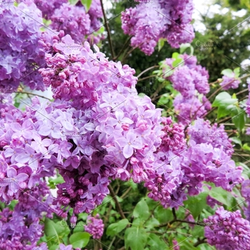 Common, Old-Fashioned Lilac