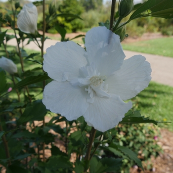 White Pillar® Rose of Sharon