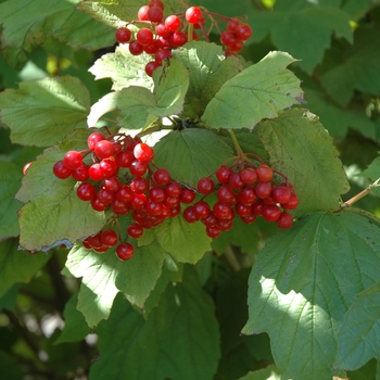 American Cranberry Viburnum