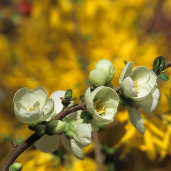 White Flowering Quince