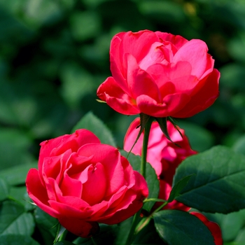 Oso Easy Double Red® Landscape Rose