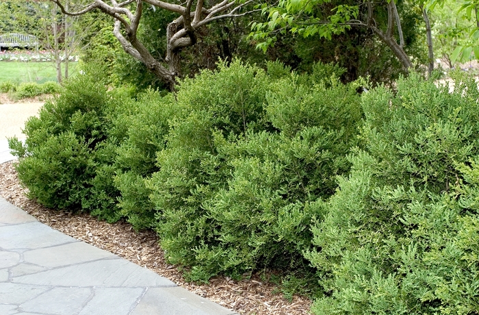 'Wintergreen' Boxwood - Buxus microphylla var. japonica from E.C. Brown's Nursery