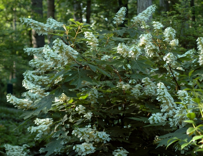 'Alice' Oakleaf Hydrangea - Hydrangea quercifolia from E.C. Brown's Nursery