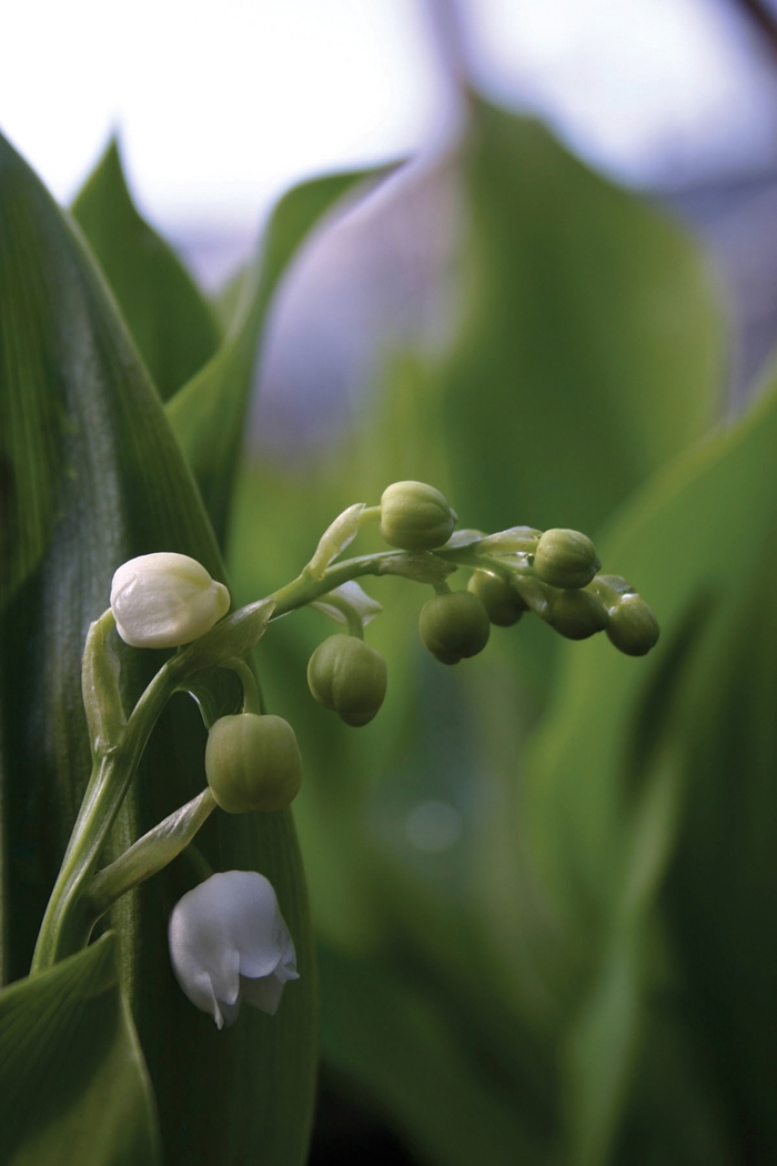 Lily of the Valley - Convallaria majalis from E.C. Brown's Nursery